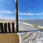 Liguster 8