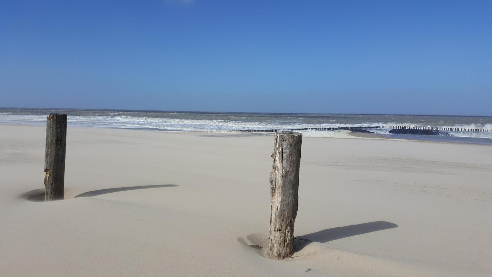 Liguster 8 Nieuwvliet